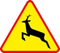 Zwierzęta dzikie